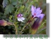 �p�̯�M�����s�s�x